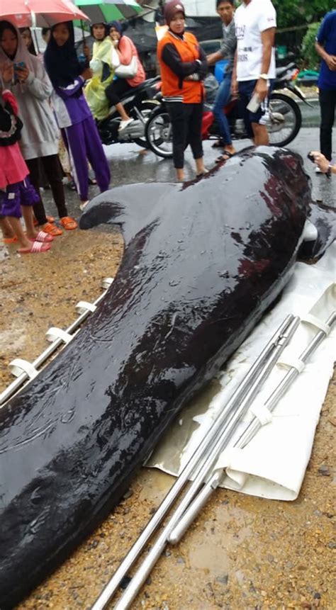 Whale Dies in Thailand With 80 Plastic Bags in Its Stomach